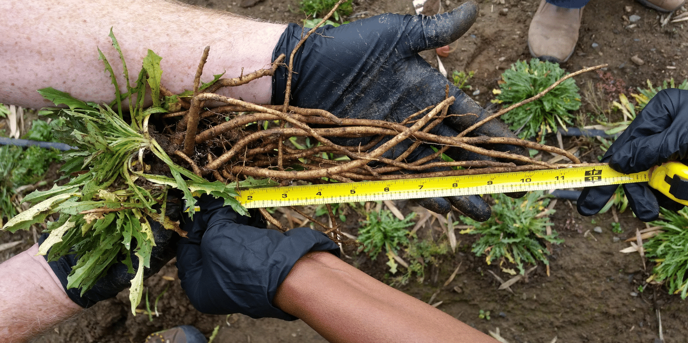 Natural rubber made from dandelions