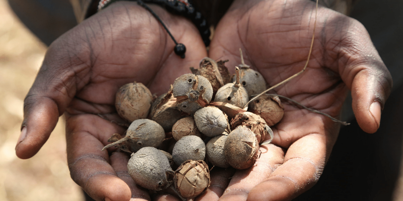 Turning the overlooked croton nut into a sustainable cash crop