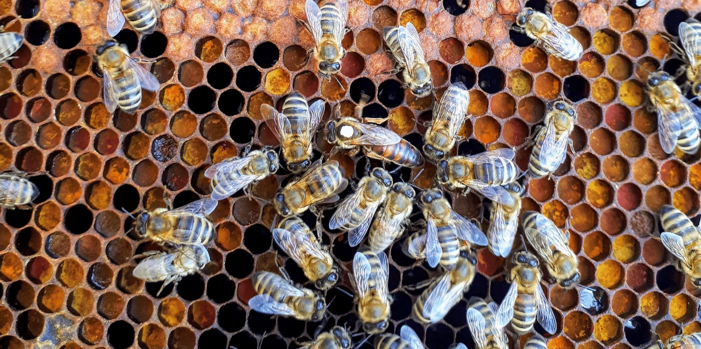 Beehive monitoring technology for healthier bees