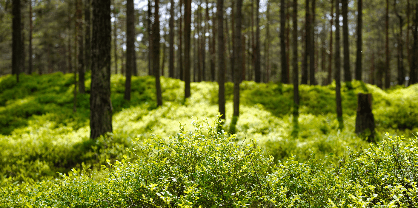 Protecting Europe’s forests with AI and data management