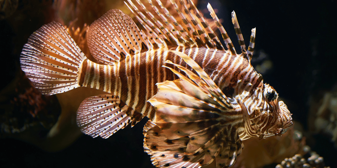 Protecting Florida’s coral reefs by making leather out of lionfish