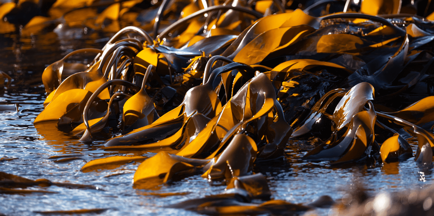 Eco-friendly sound-proofing made from seaweed