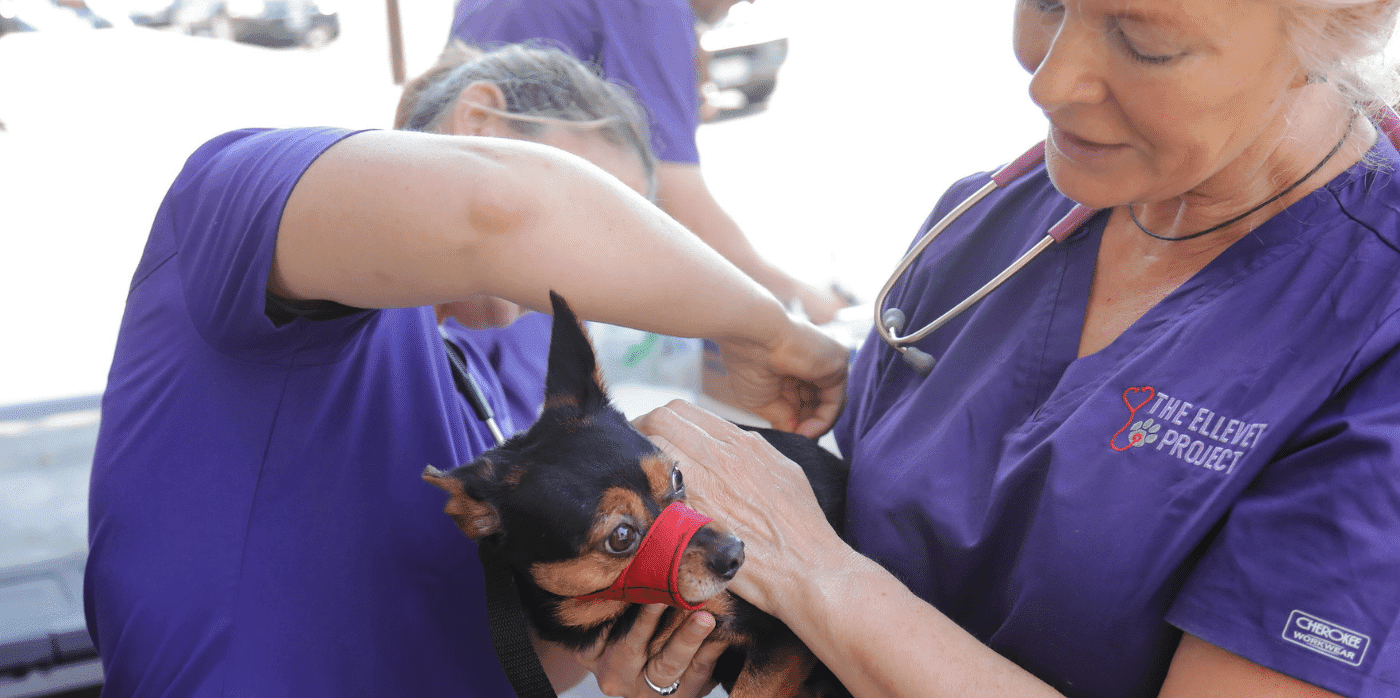 A project cares for the pets of homeless people