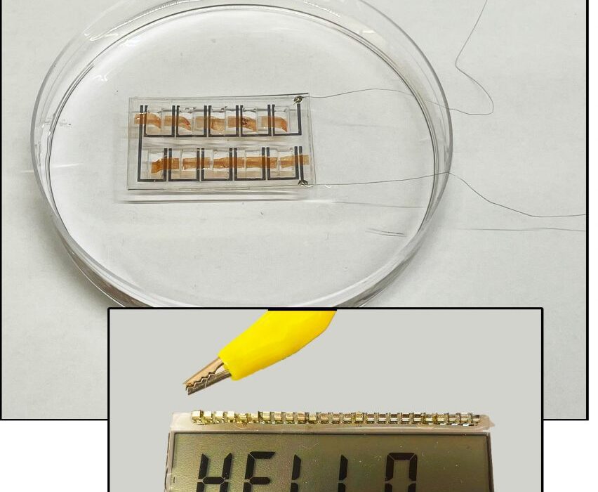 Biofilm developed to power wearable electronics with sweat