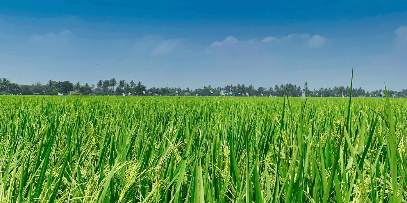 Powering Indonesia with rice straw