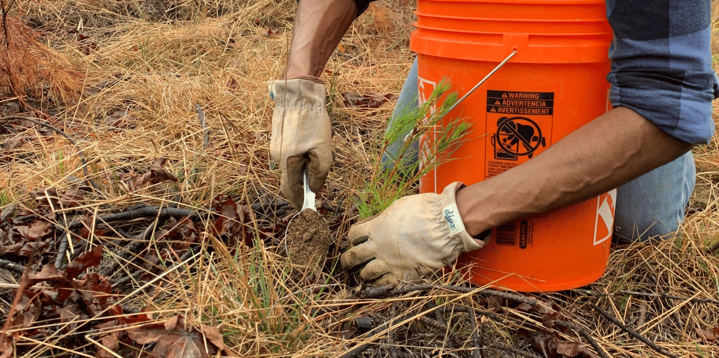 Tackling climate change with forest fungal networks