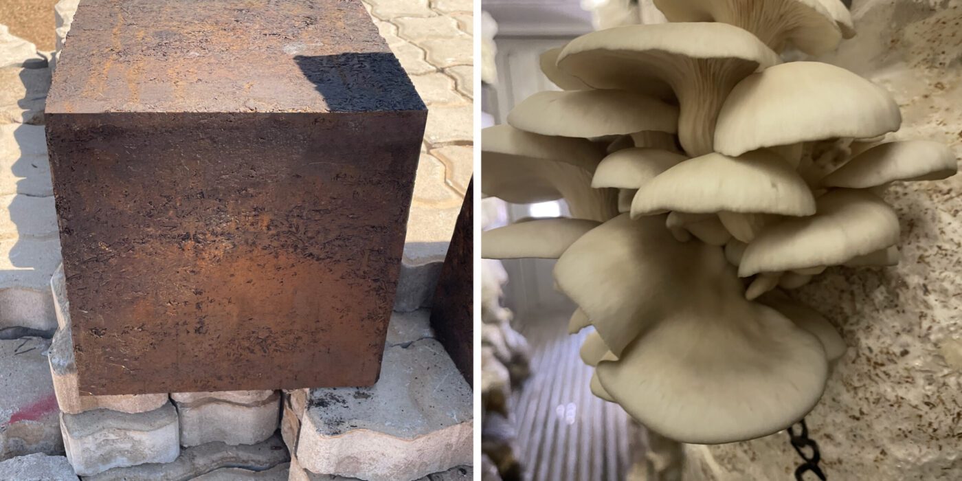 Fight Back with Fungi: How Mushrooms Can Help Solve the Global Housing Crisis