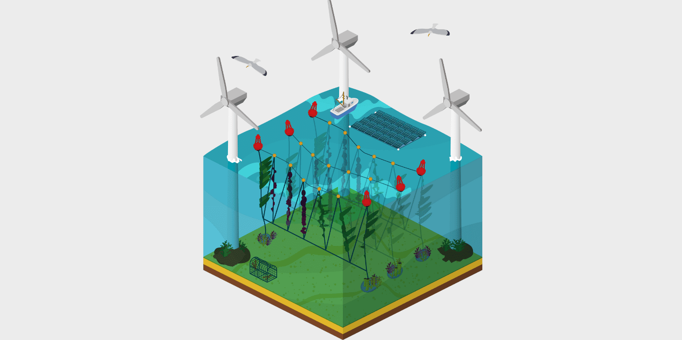 Growing seaweed between offshore wind turbines