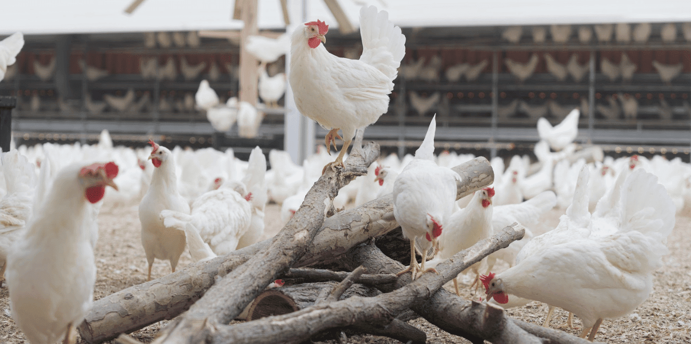 Revolutionising the poultry industry with carbon-neutral eggs