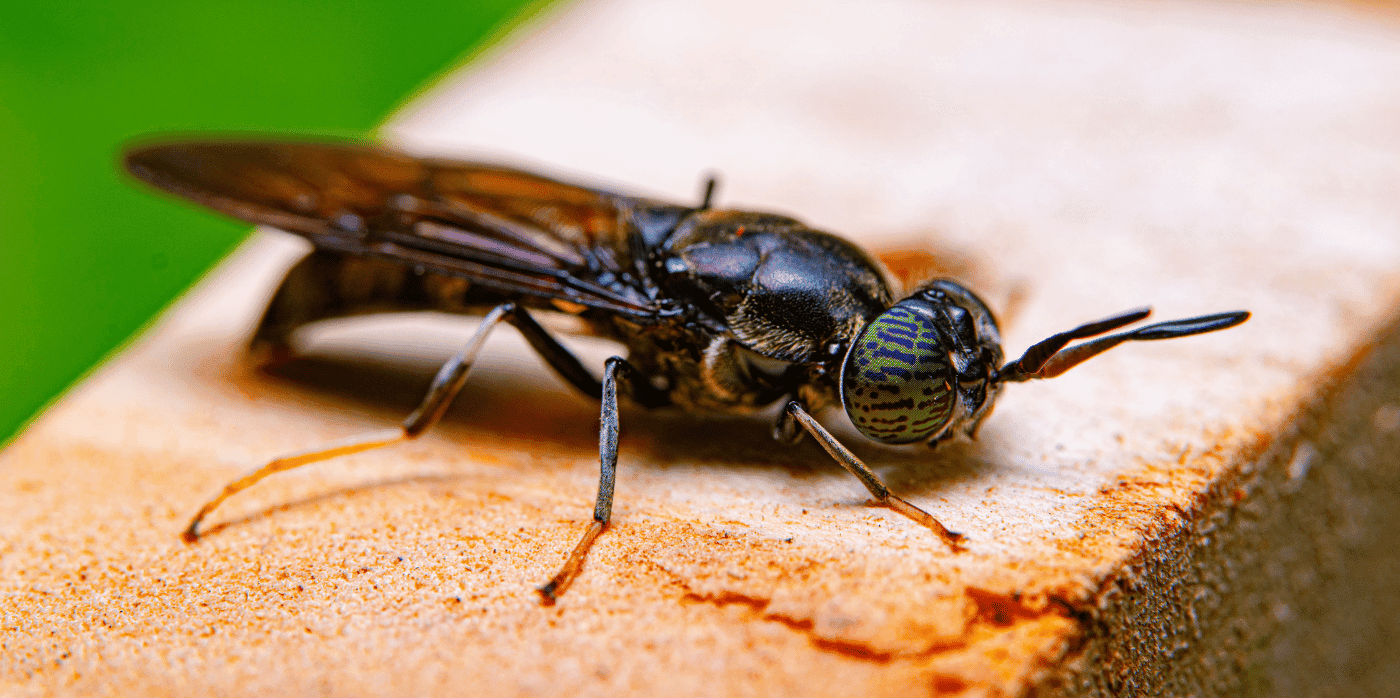 Using insects to turn waste into valuable products