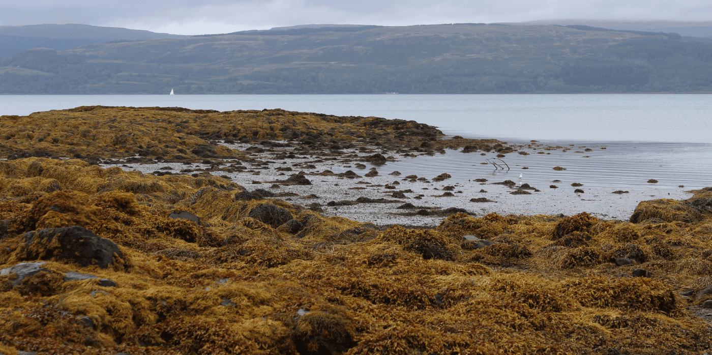 Boosting electric vehicle batteries with seaweed