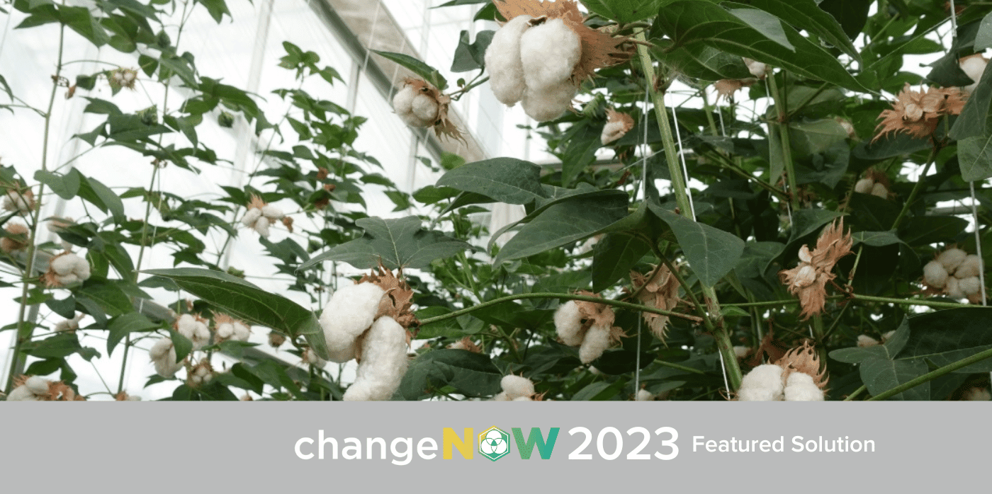 Creating a future-proofed cotton supply chain