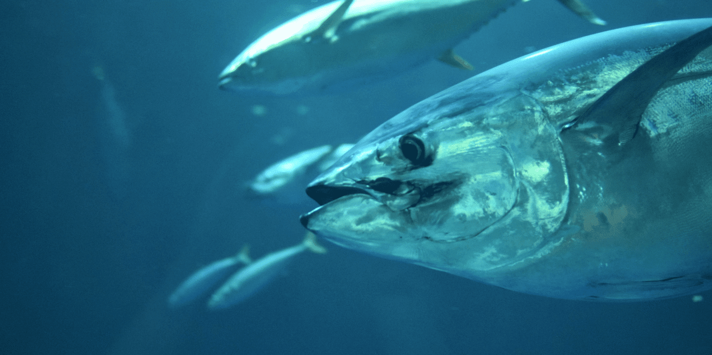 Land-based production of tuna – Springwise