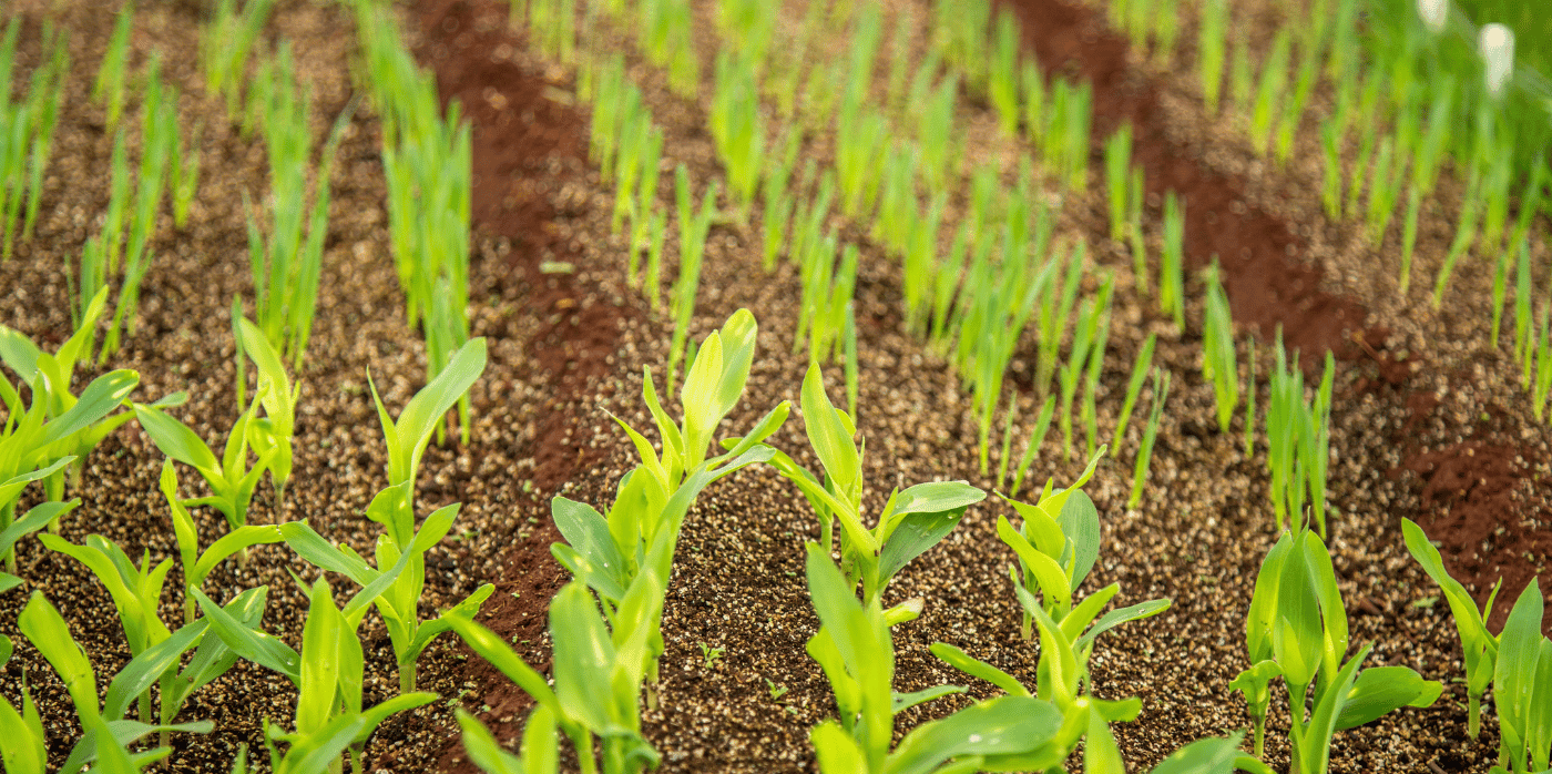 A microbial cover crop for capturing and storing carbon and nitrogen