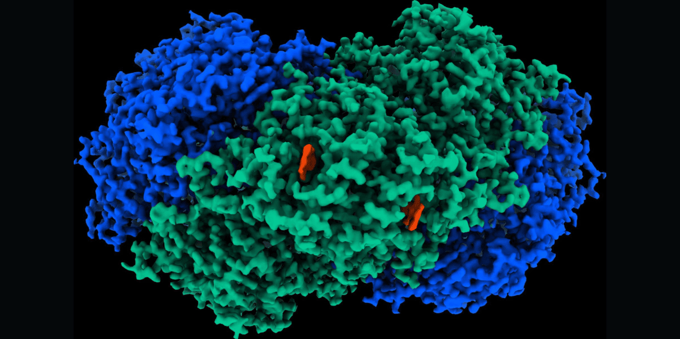 Researchers discover an enzyme that turns air into electricity