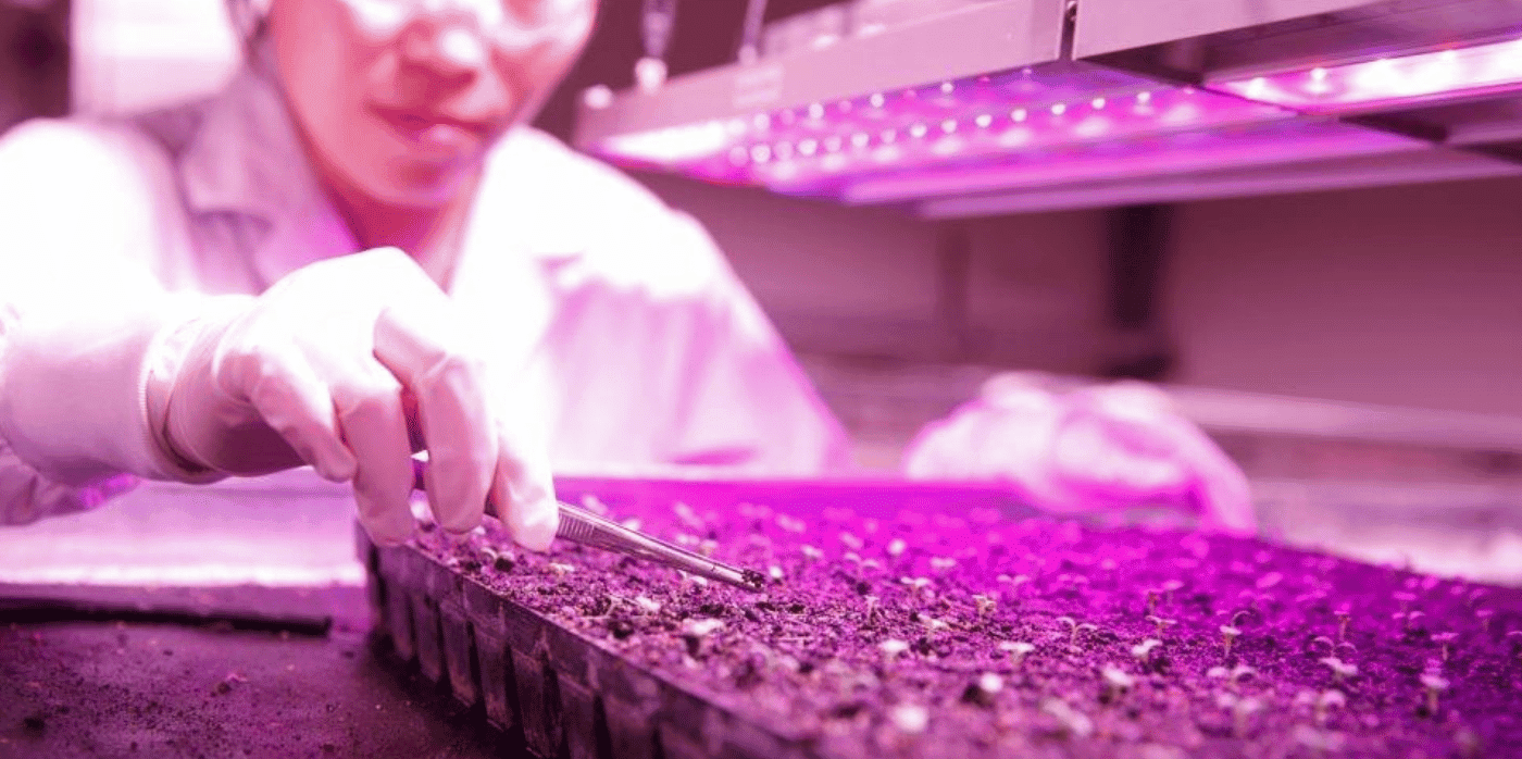 Illuminating agriculture: UV light revolutionises rice farming