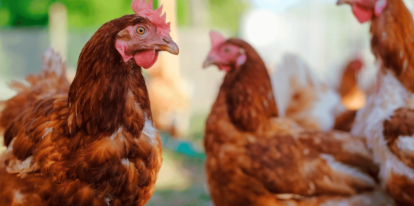 Plucking power from poultry with feather fuel cells