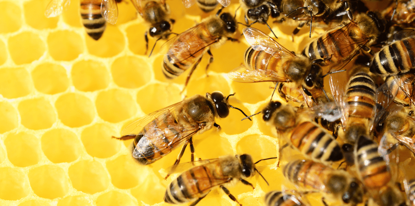 Boosting bee health with natural supplements