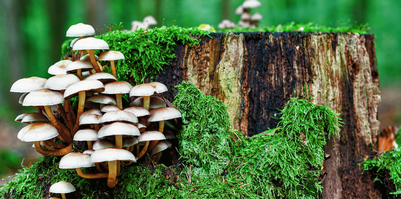 A new method helps make the most of mushrooms