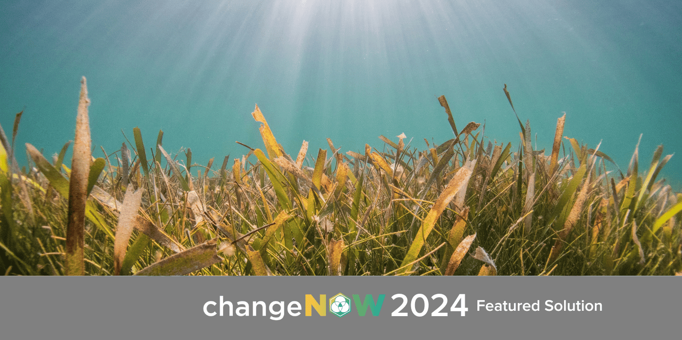 Seagrass regeneration backed by science