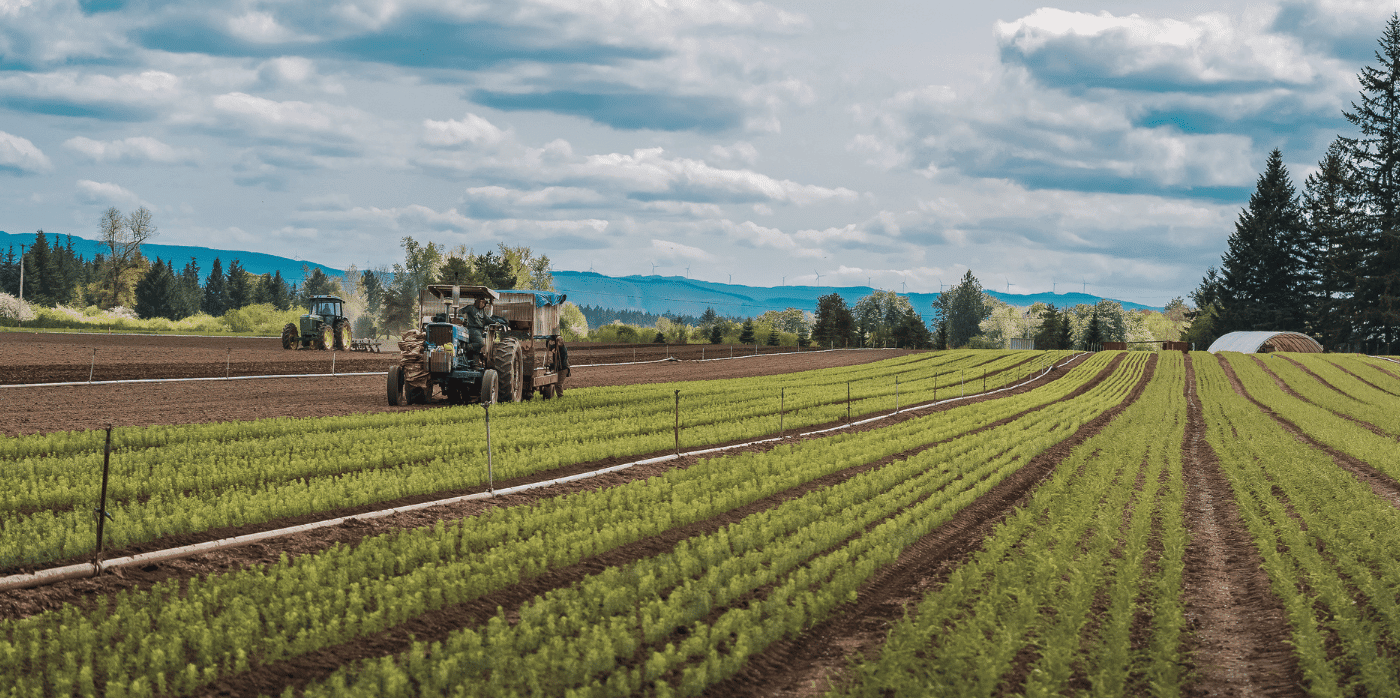 Tech scales up reforestation in the wake of wildfires