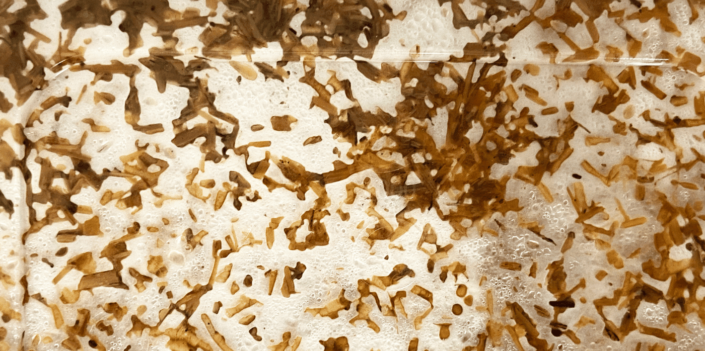 Insulation made from mycelium - Springwise